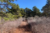 Miacomet woods trail