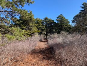 Miacomet woods trail