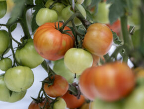 Tomatoes at Sustainable Nantucket farms