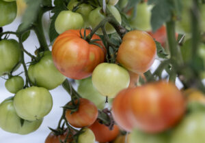Tomatoes at Sustainable Nantucket farms