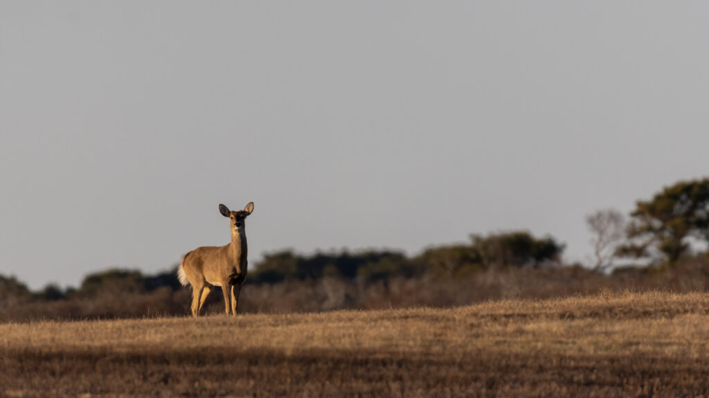 Deer at Head of the Plains