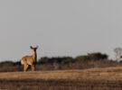 Deer at Head of the Plains