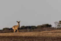 Deer at Head of the Plains