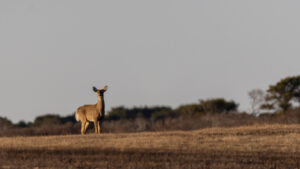 Deer at Head of the Plains