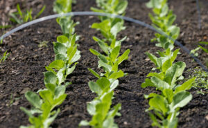 Lettuce growing at My Grandfathers Farm