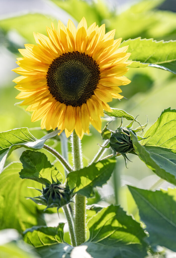 Sunflower