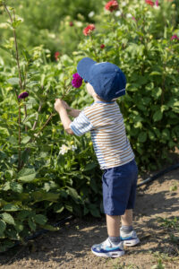 A young boy smelling the flowers at Moors End Farm