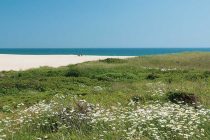 beach with white flowers in the foreground