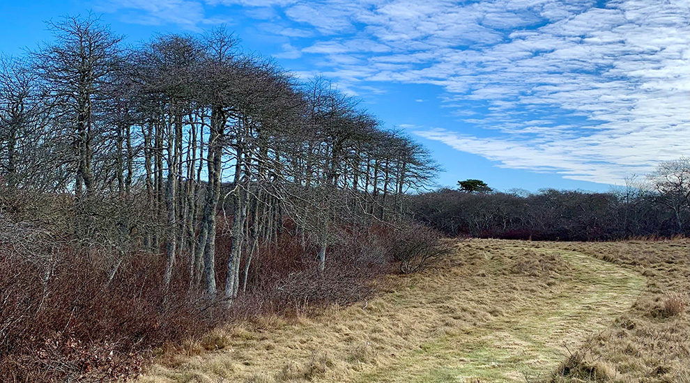 Beechwood New Trail CROPPED