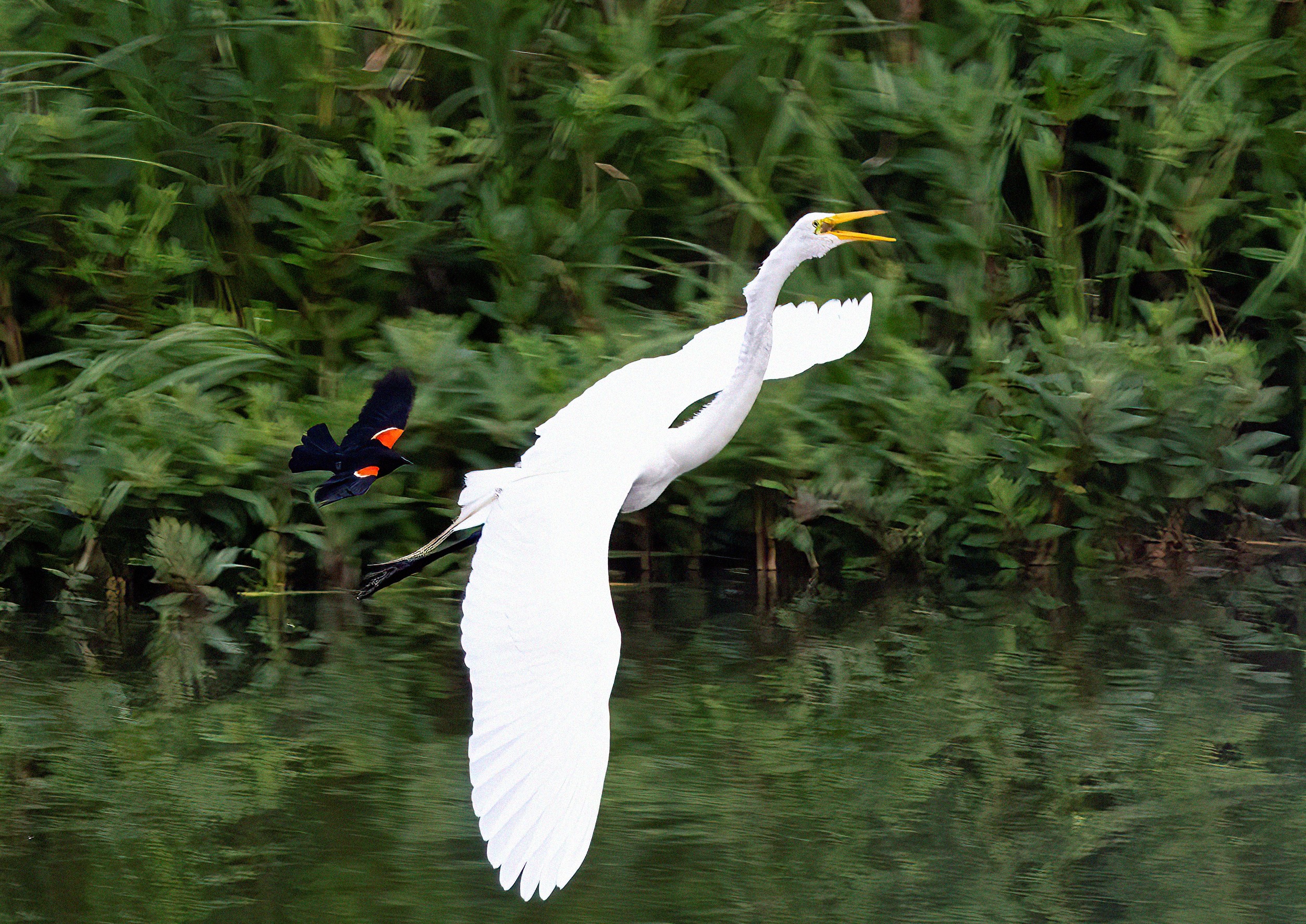 Bill Hoenk Birds crop