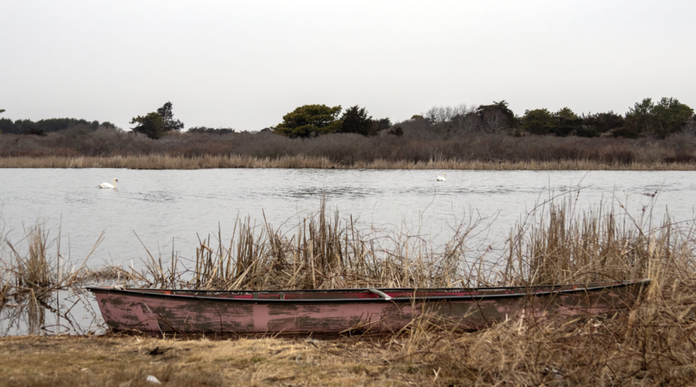 Bill Hoenk canoe and swans