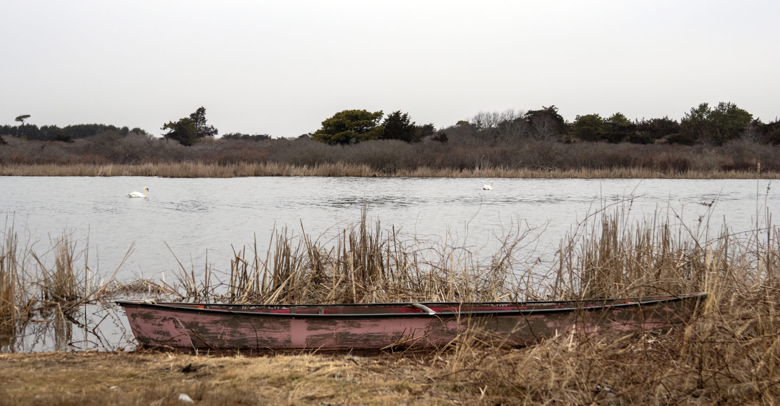Bill Hoenk canoe and swans