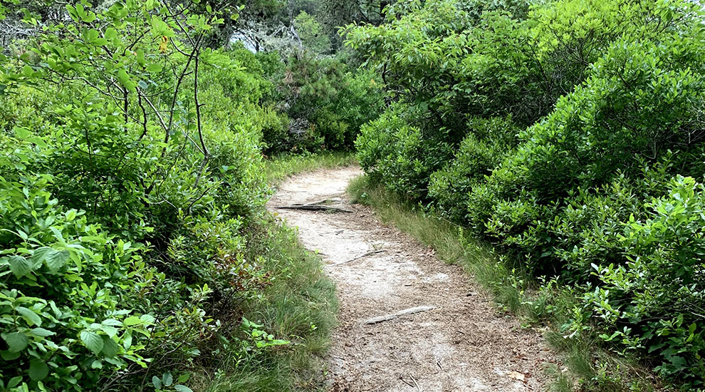 Burchell Trail CROP