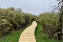 Peter Folger Homestead boardwalk