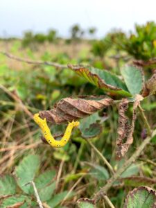 Chain dot geometer caterpillar