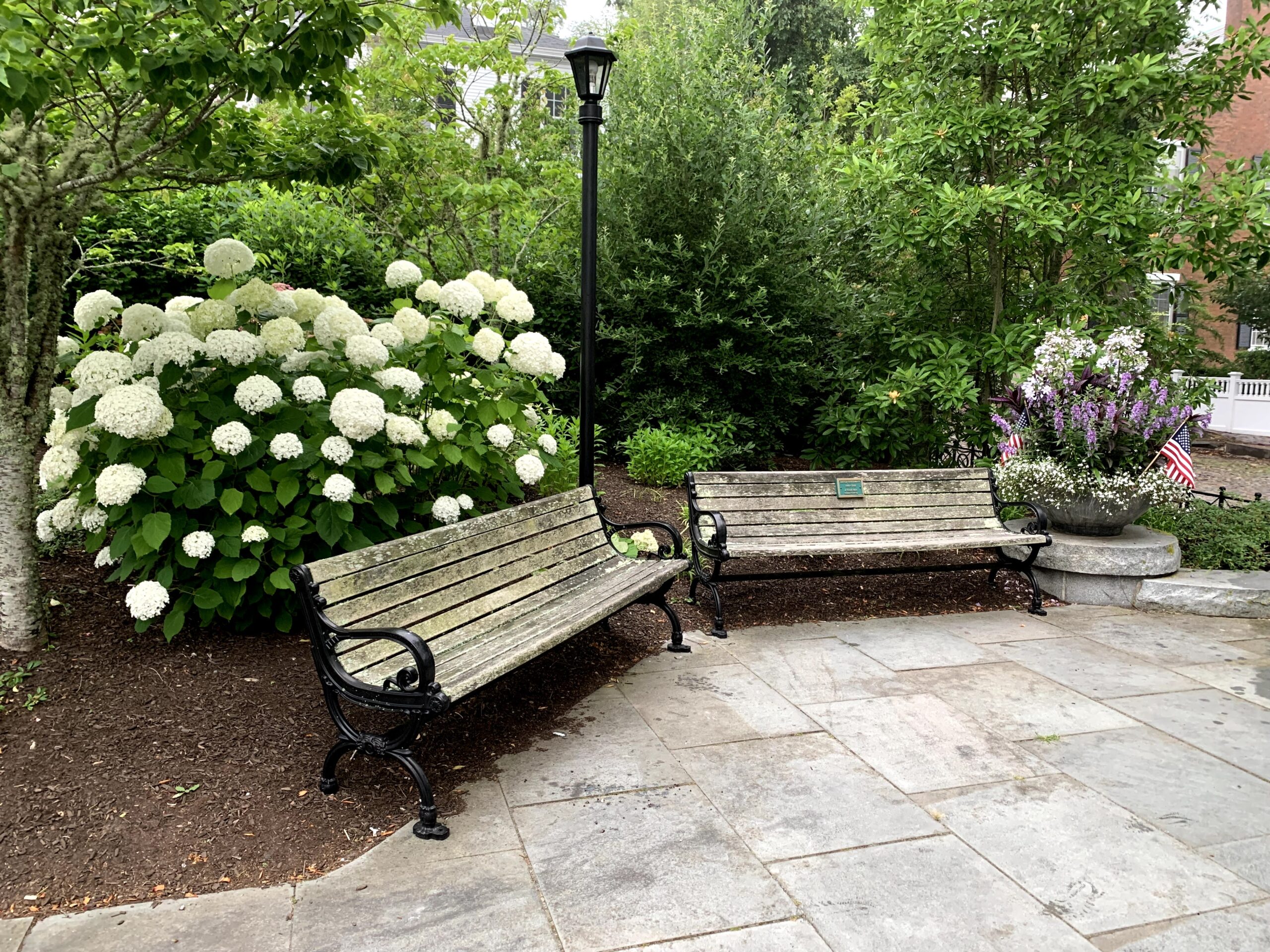 Fair St Hydrangeas