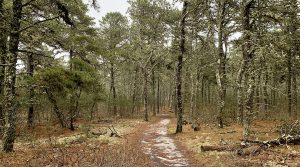 Gardner Farm Pitch Pines