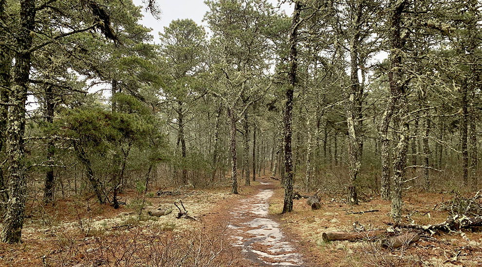 Gardner woods CROP