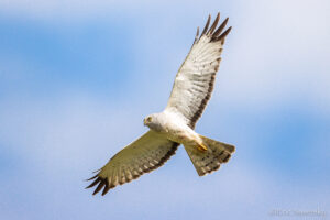 Harrier in flight