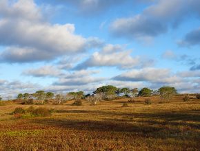 Head of the Plains landscape