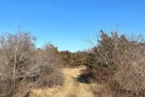 Blue skies at Cato Commons