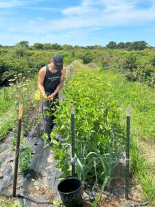 Dylan cutting flowers at Eat Fire Farm