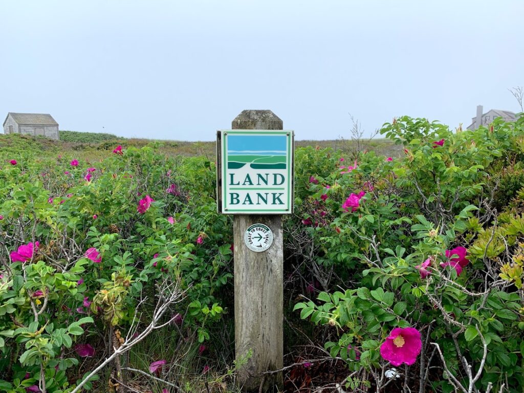 Land Bank sign surrounded by dune roses.