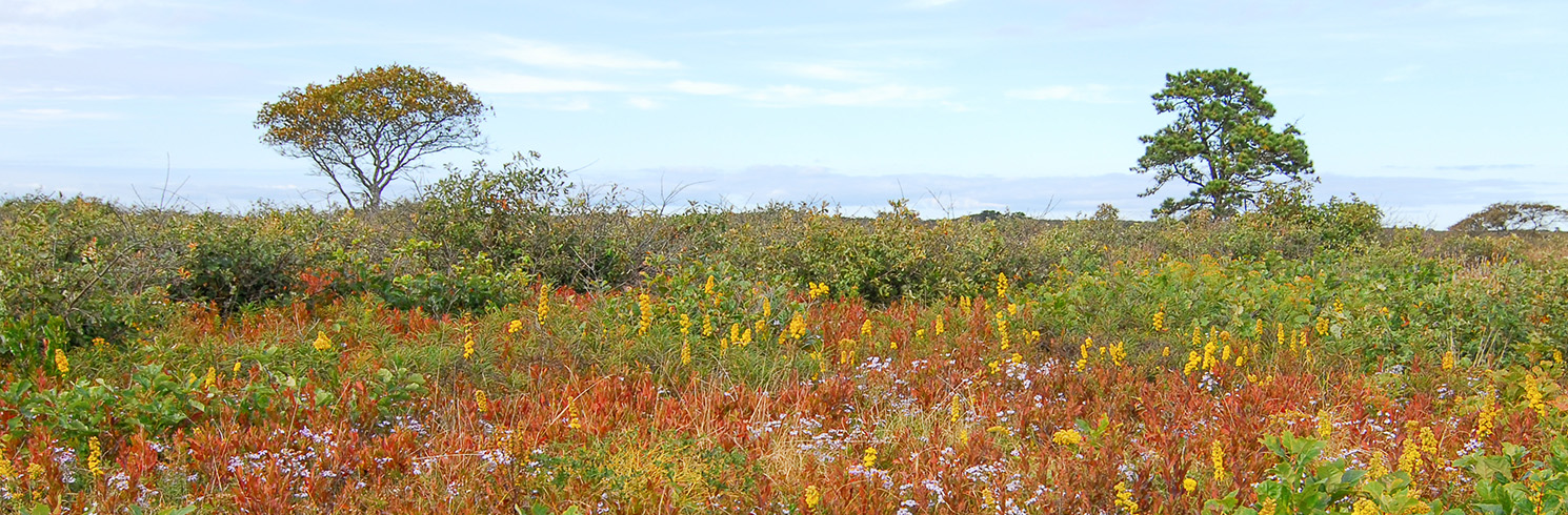 Land_Bank_Flower_pano-1 CROPPED