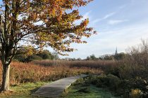 Boardwalk and tree on the wetland edge.