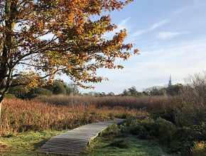 Boardwalk and tree on the wetland edge.