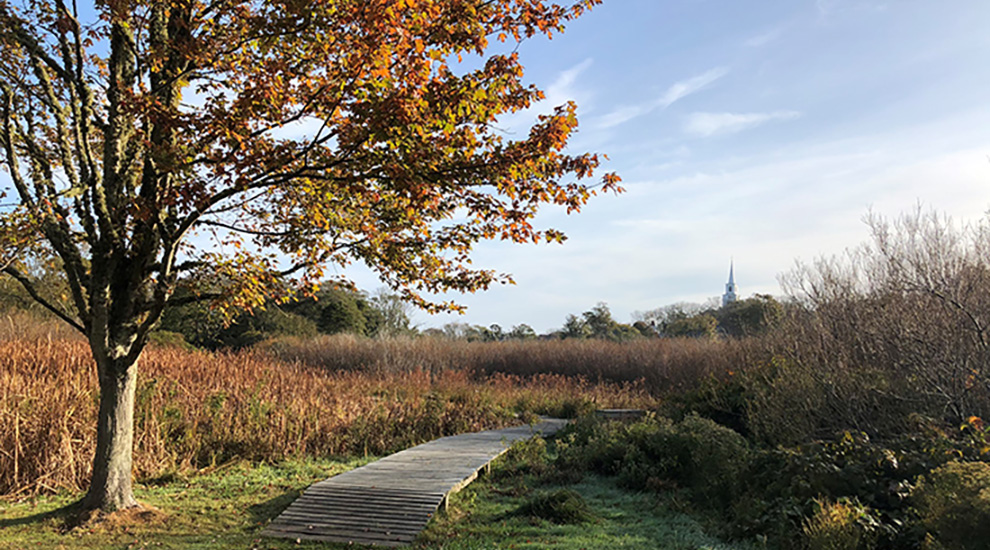 Boardwalk and tree on the wetland edge.