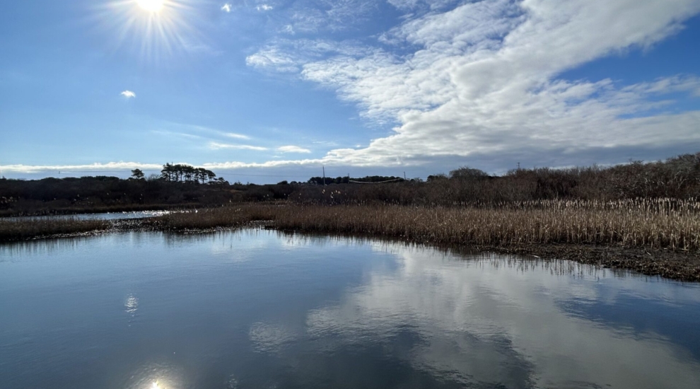 Long_Pond_cattails