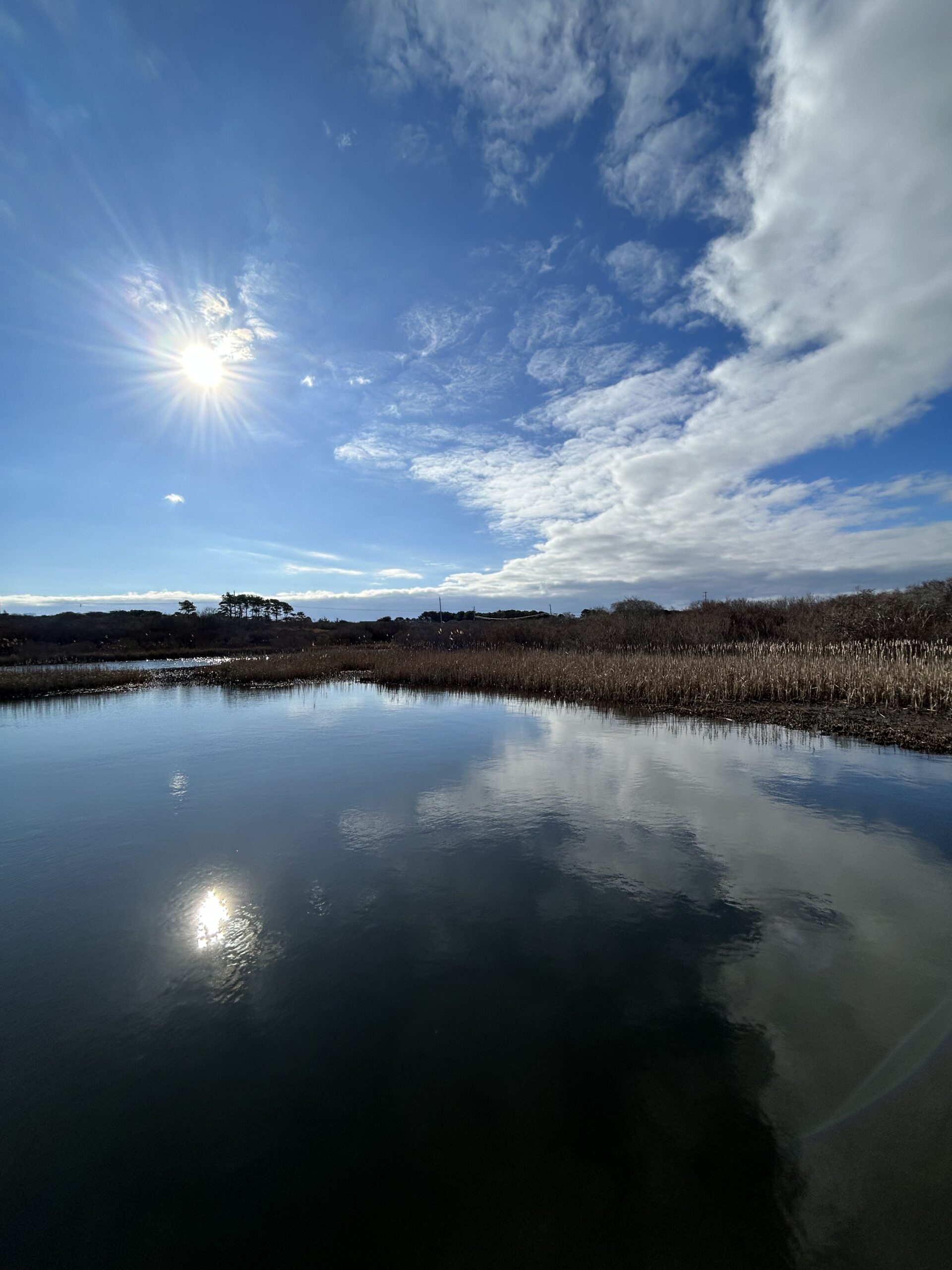 Long_Pond_cattails