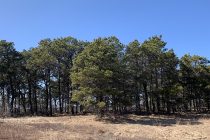 Millbrook woods trees