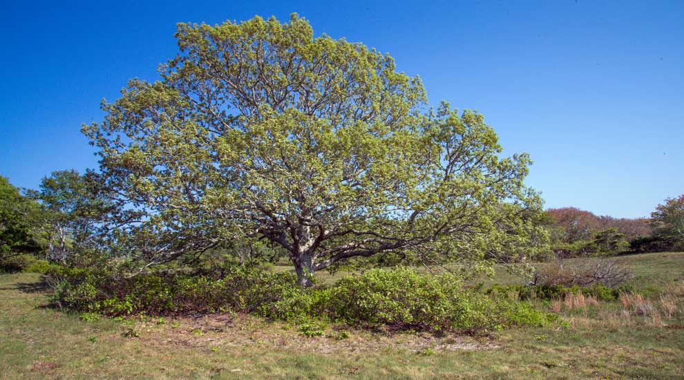 Lone Tree at Norwood Farm / Stump Pond