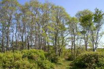 Beechwood Farm trees and trail