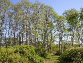 Beechwood Farm trees and trail