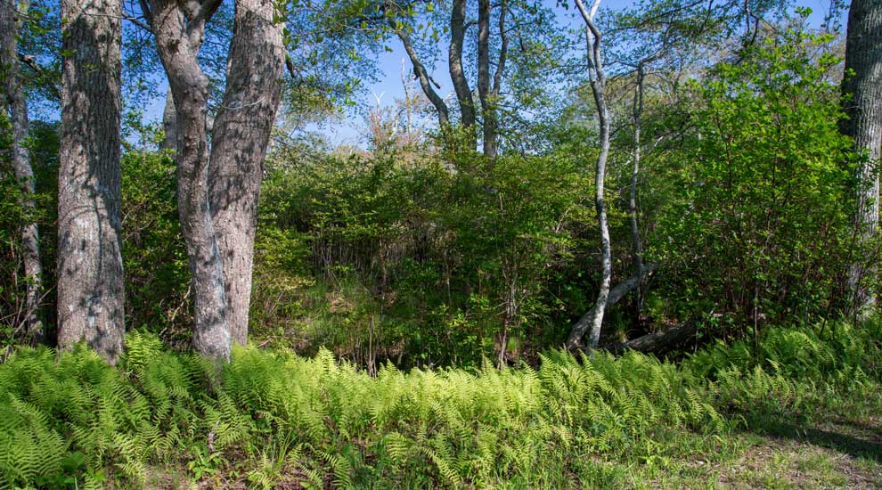 Norwood Farm / Stump Pond