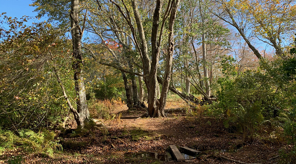 Norwood Creek in Fall CROPPED