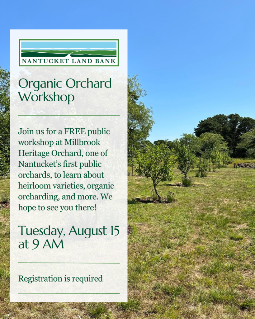 Orchard Workshop Flyer