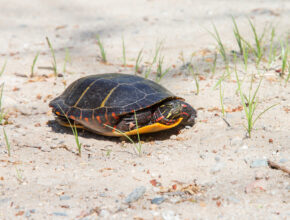 Painted Turtle