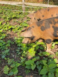 Pigs eating Japanese knotweed