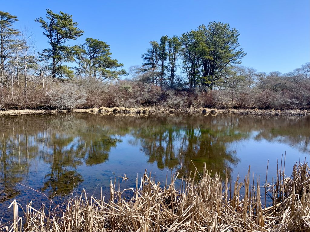 Reyes Pond, trees reflected in pond's surface