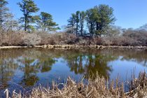 Reyes Pond, trees reflected in pond's surface