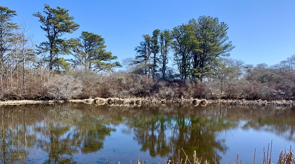 Reyes Pond Nantucket Land Bank