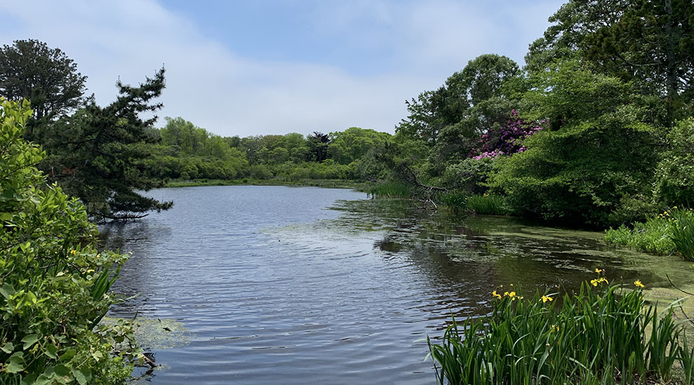 Pond Summer CROP