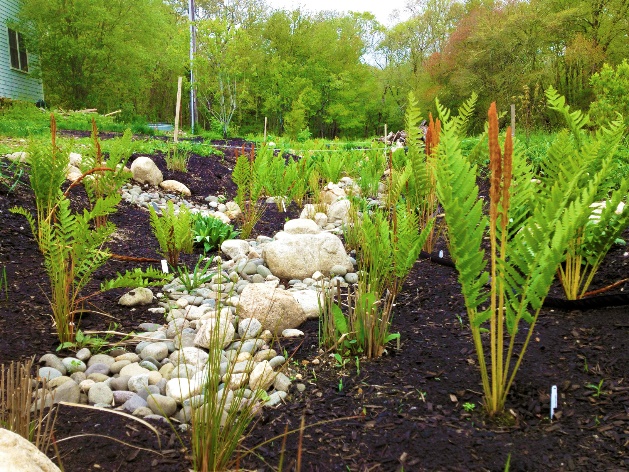 Rain Garden Example