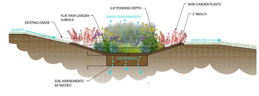 Cross-section of a typical rain garden