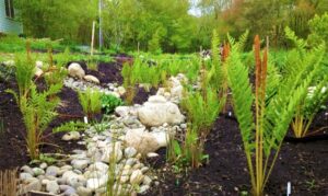 Rain Garden