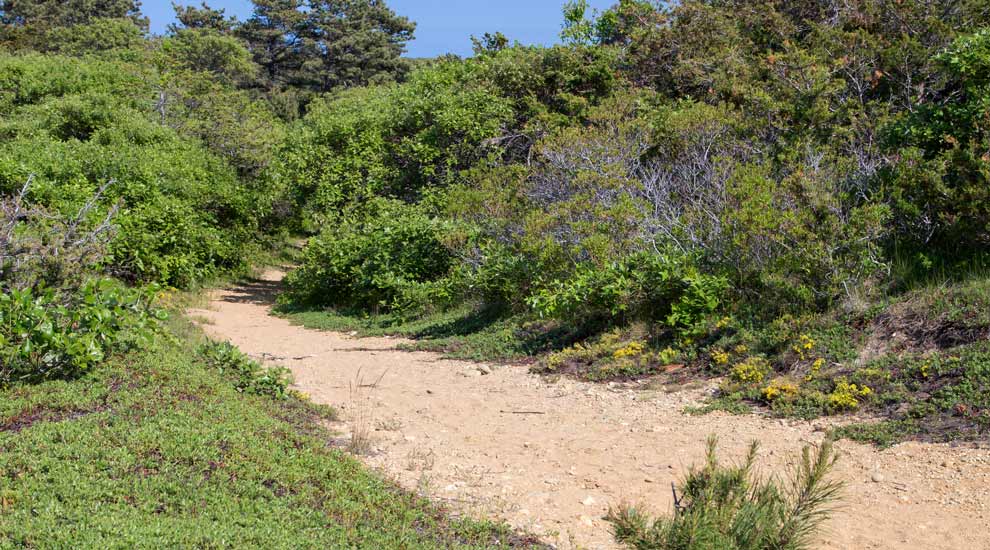 Trail at Shawkemo Hills